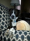 Maxwell: fostered