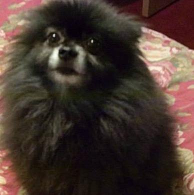 Little Bear