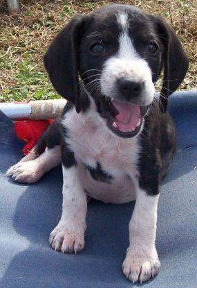 Dino (Cookie Beagle)