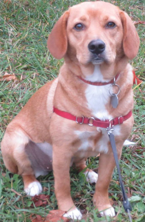 Dixie