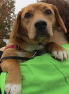 Dixie