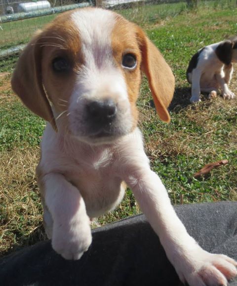 George (Cookie Beatle Beagle)