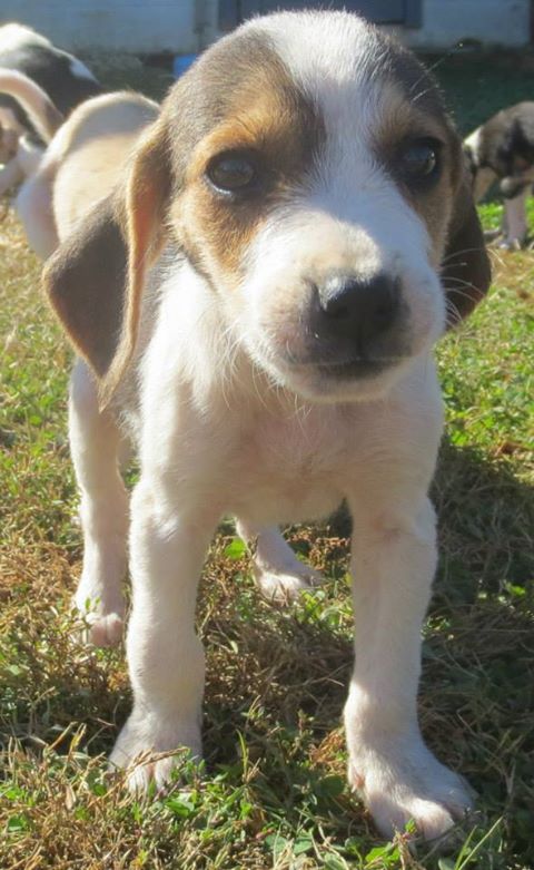 Paul (Cooke Beatle Beagle)