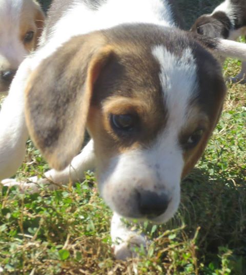 Ringo (Cookie Beatle Beagle)