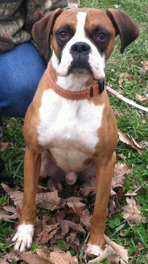 Diesel