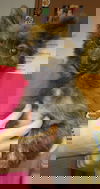 Wolfie