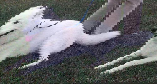 White Lightning-Reclaimed!