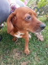 Gidget