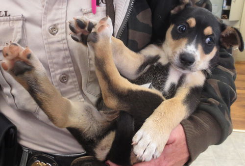Scout