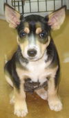 Scout