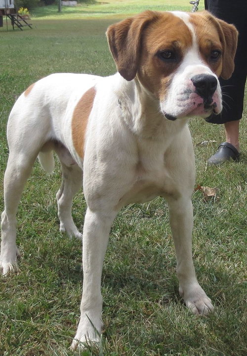 Duke