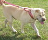 Wilbur-RECLAIMED!