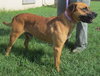 Duke