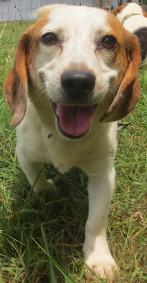 Smiley