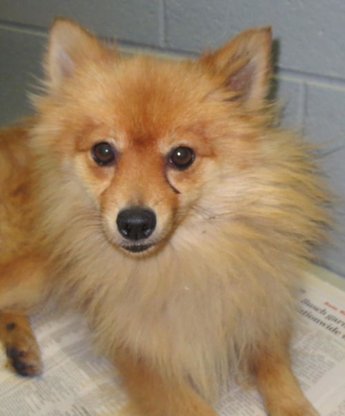 Shamus aka Coco-Reunited!