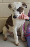 Snickers: sweet to look at!