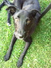 Twiggy (aka Remi)