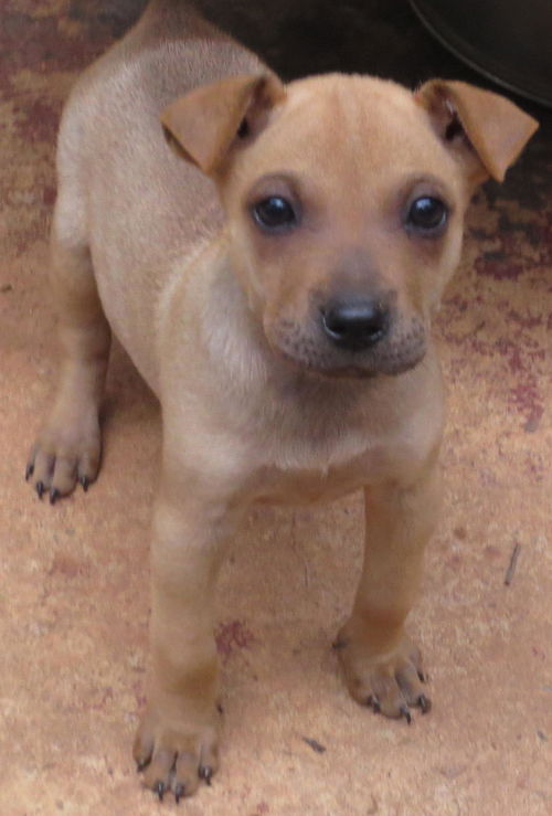 Pip