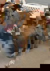 Emmitt; even tempered stray