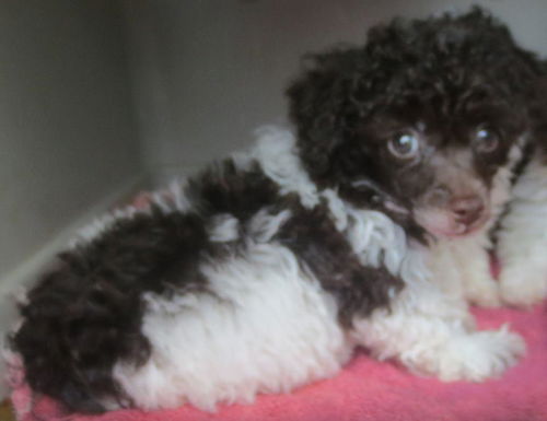 Poddle Poodles: So cute!