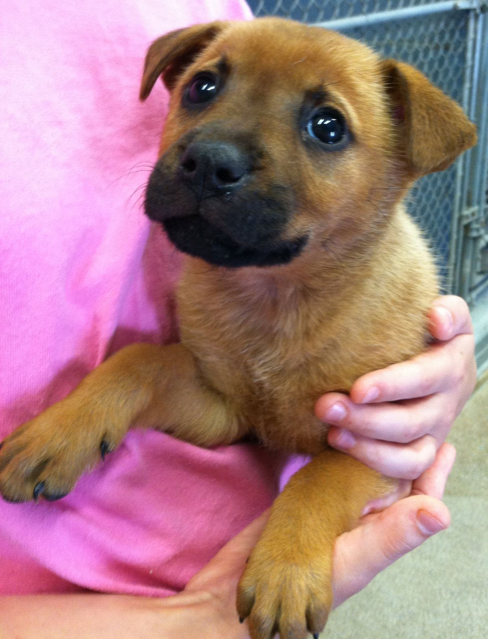 Shar pei best sale x jack russell