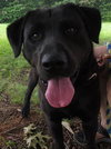 Dozer:Doing his thing