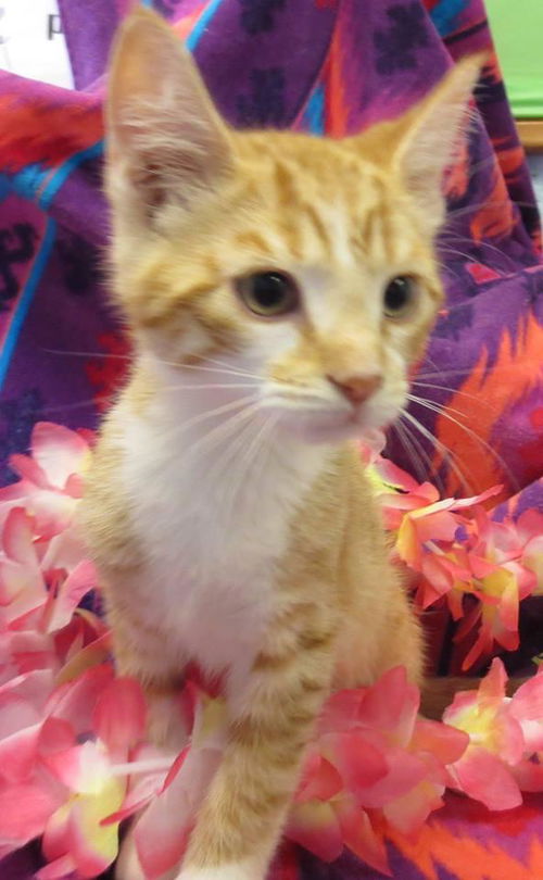 Smirnoff: such a silly kitten!