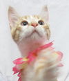 Smirnoff: such a silly kitten!