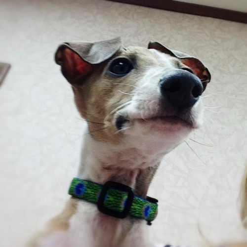 Toby