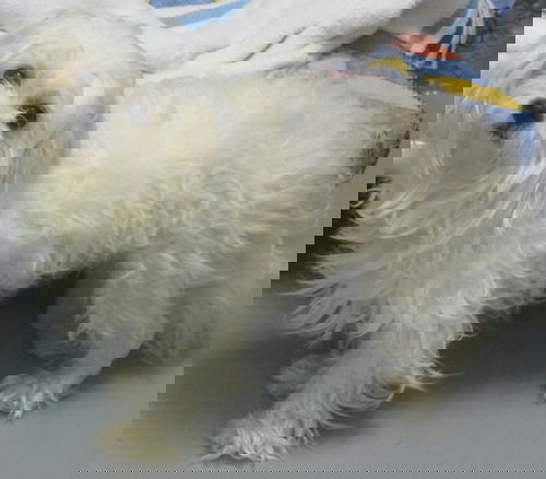 Tobi-Cotton