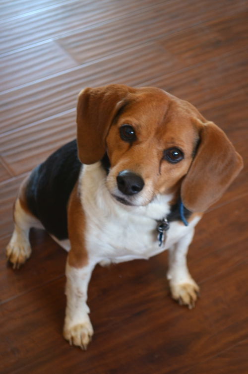 Toby