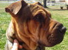 Brownie: Young and wrinkly!