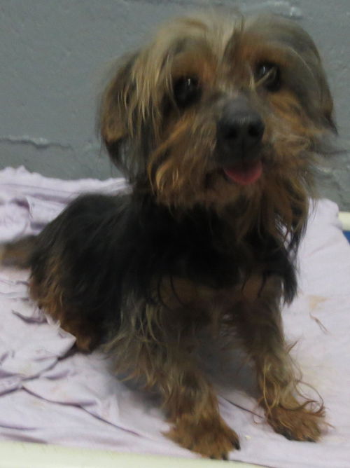 Angus