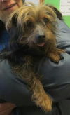 Angus