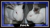 Jack the Rabbit