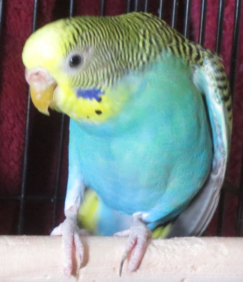 Cupid
