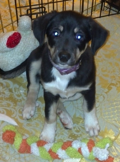 Andi's pup: Tilli