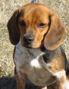 Little Joe