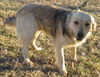 Chance, gorgeous boy!