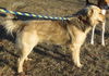 Chance, gorgeous boy!