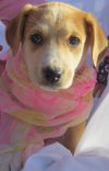 Lucy