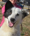 Dottie