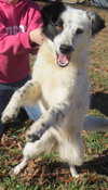 Dottie