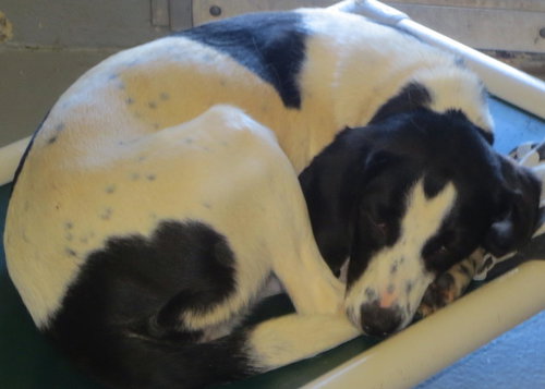 Josie
