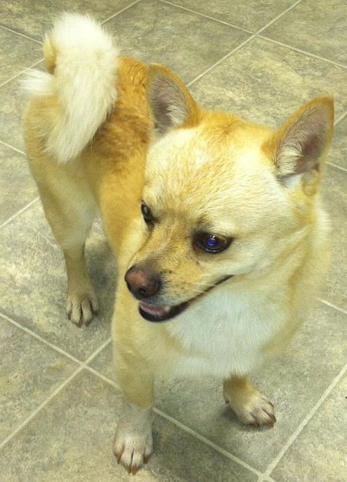 Cooper