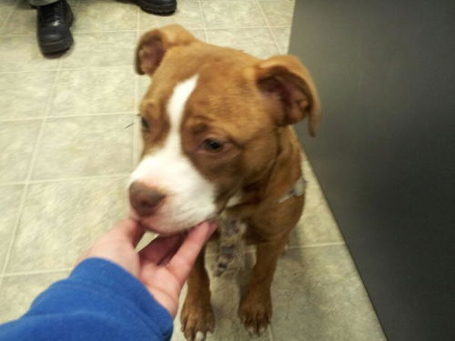 AnnaBelle Roxie--super sweetie
