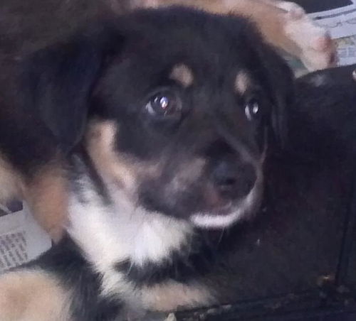 Andi's Pup: Holli