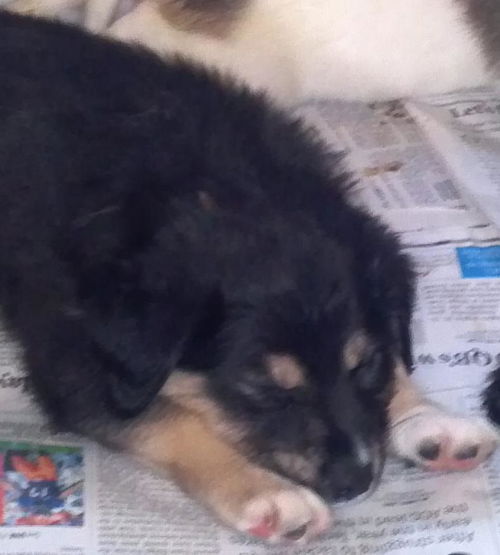 Andi's Pup: Tilli
