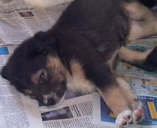 Andi's Pup: Cori