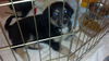 Andi's Pup: Cori